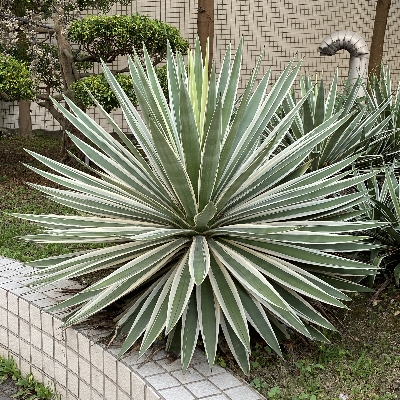 琪花異草-天門冬科-龍舌蘭類(本頁包含：龍舌蘭屬和萬年麻屬)