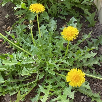 琪花異草-菊科-蒲公英類