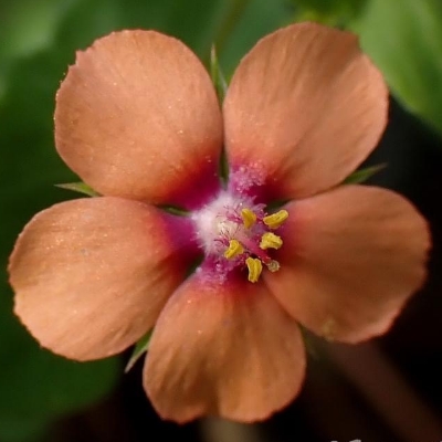 琪花異草-報春花科-珍珠菜屬