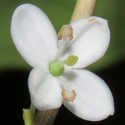 琪花異草-木犀科-木犀屬