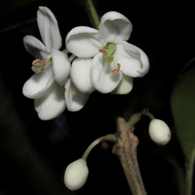 琪花異草-木犀科-木犀屬